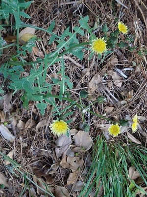 photo of Smooth Sow Thistle