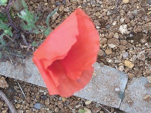 photo of Common Poppy