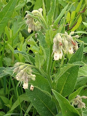 photo of Common Comfrey