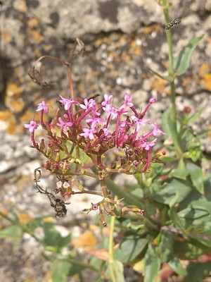 photo of Red Valerian