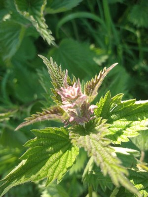 photo of Common Nettle