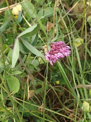 photo of Red Clover