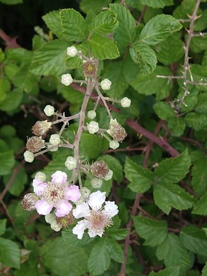 photo of Elm Leaved Bramble