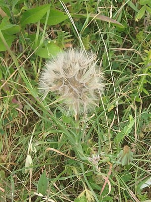 photo of Goat's Beard