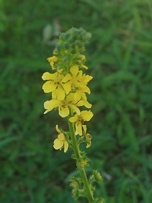 photo of Agrimony