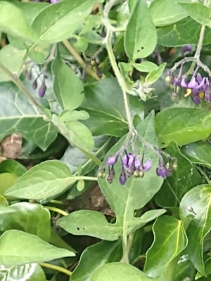 photo of Bittersweet