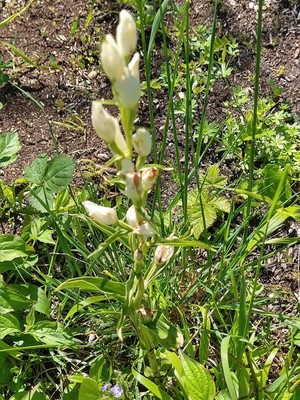 photo of White Helleborine