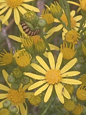 photo of Ragwort