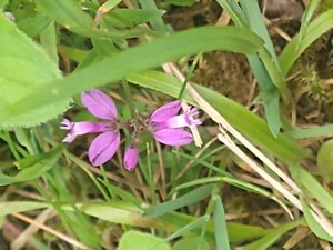 photo of Common Milkwort