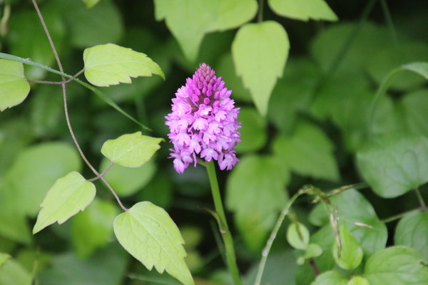 photo of Pyramidal Orchid