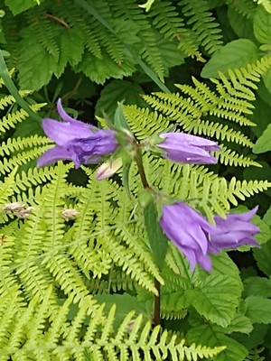 photo of Clustered Bellfower