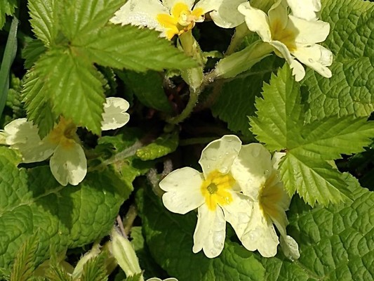 photo of Primrose