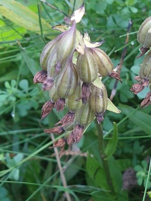 photo of Marsh Helleborine