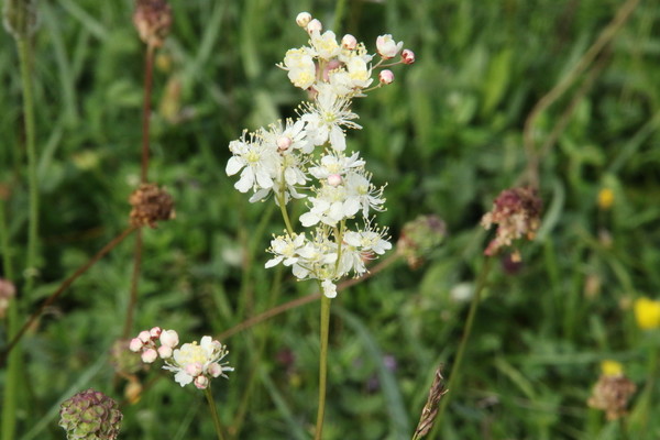 photo of Dropwort