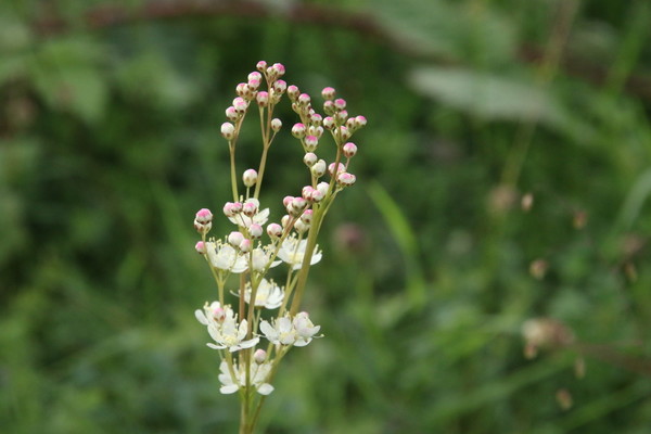 photo of Dropwort
