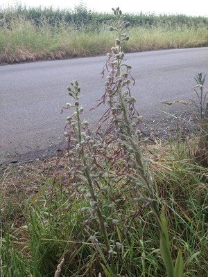 photo of Lizard Orchid