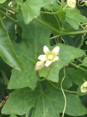 photo of White Bryony