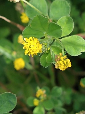 photo of Black Medick