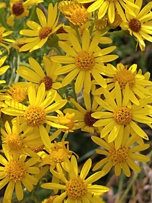 photo of Ragwort