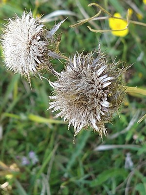 photo of Carline Thistle