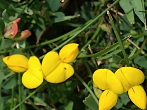 photo of Bird's Foot Trefoil