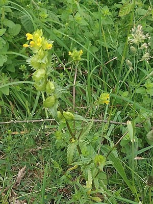 photo of Yellow Rattle