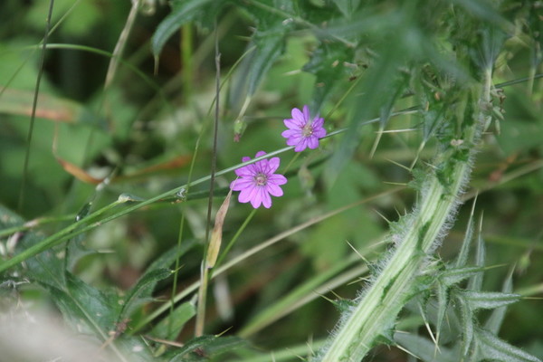 photo of Hedgerow Crane's Bill