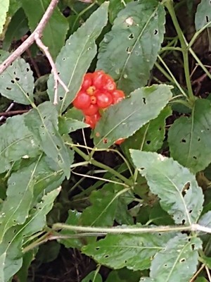 photo of Italian Arum