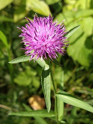 photo of Common Knapweed