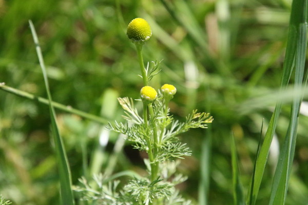 photo of Pineappleweed