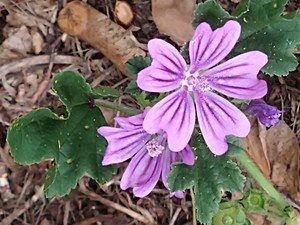 photo of Common Mallow