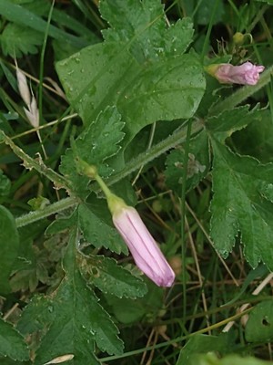 photo of Field Bindweed