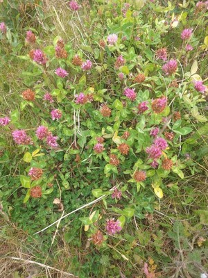 photo of Red Clover