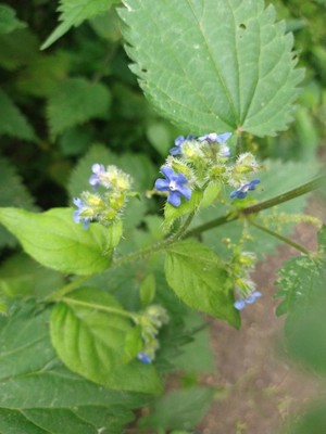 photo of Green Alkanet