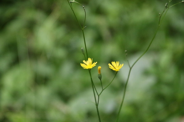 photo of Nipplewort