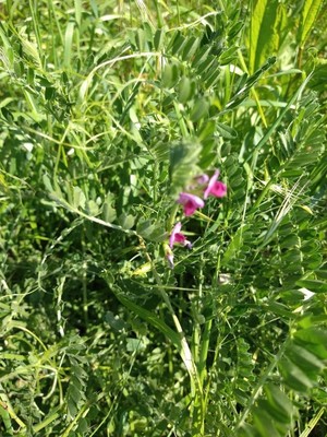 photo of Common Vetch