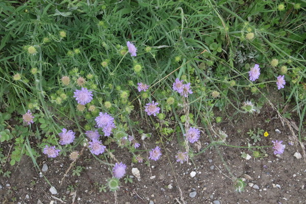 photo of Field Scabious