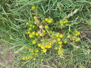 photo of Pineappleweed