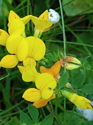 photo of Bird's Foot Trefoil