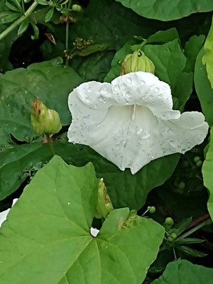 photo of Hedge Bindweed