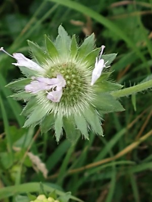 photo of Field Scabious