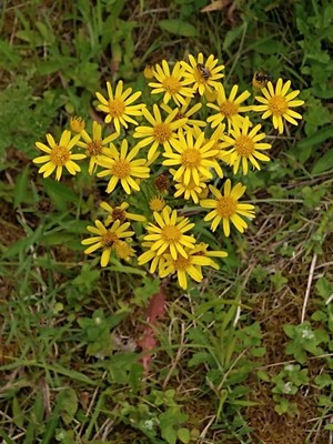 photo of Ragwort