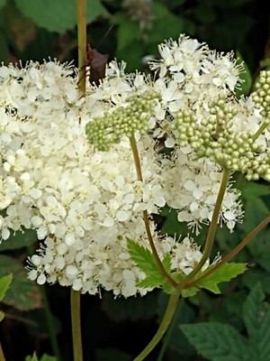 photo of Meadowsweet