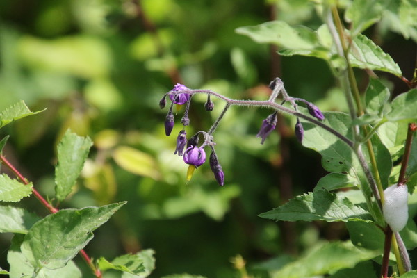 photo of Bittersweet