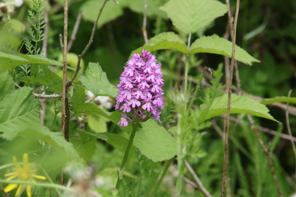 photo of Pyramidal Orchid