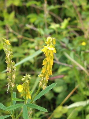 photo of Ribbed Melilot