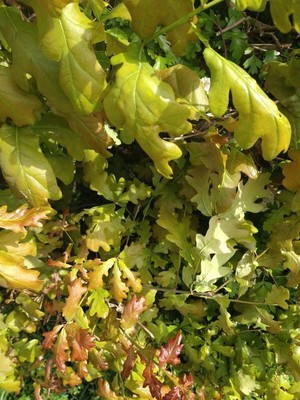 photo of Pedunculate Oak