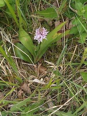 photo of Common Spotted Orchid