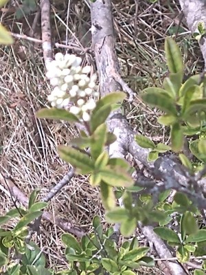 photo of Wild Privet