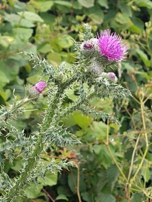 photo of Plumeless Thistle